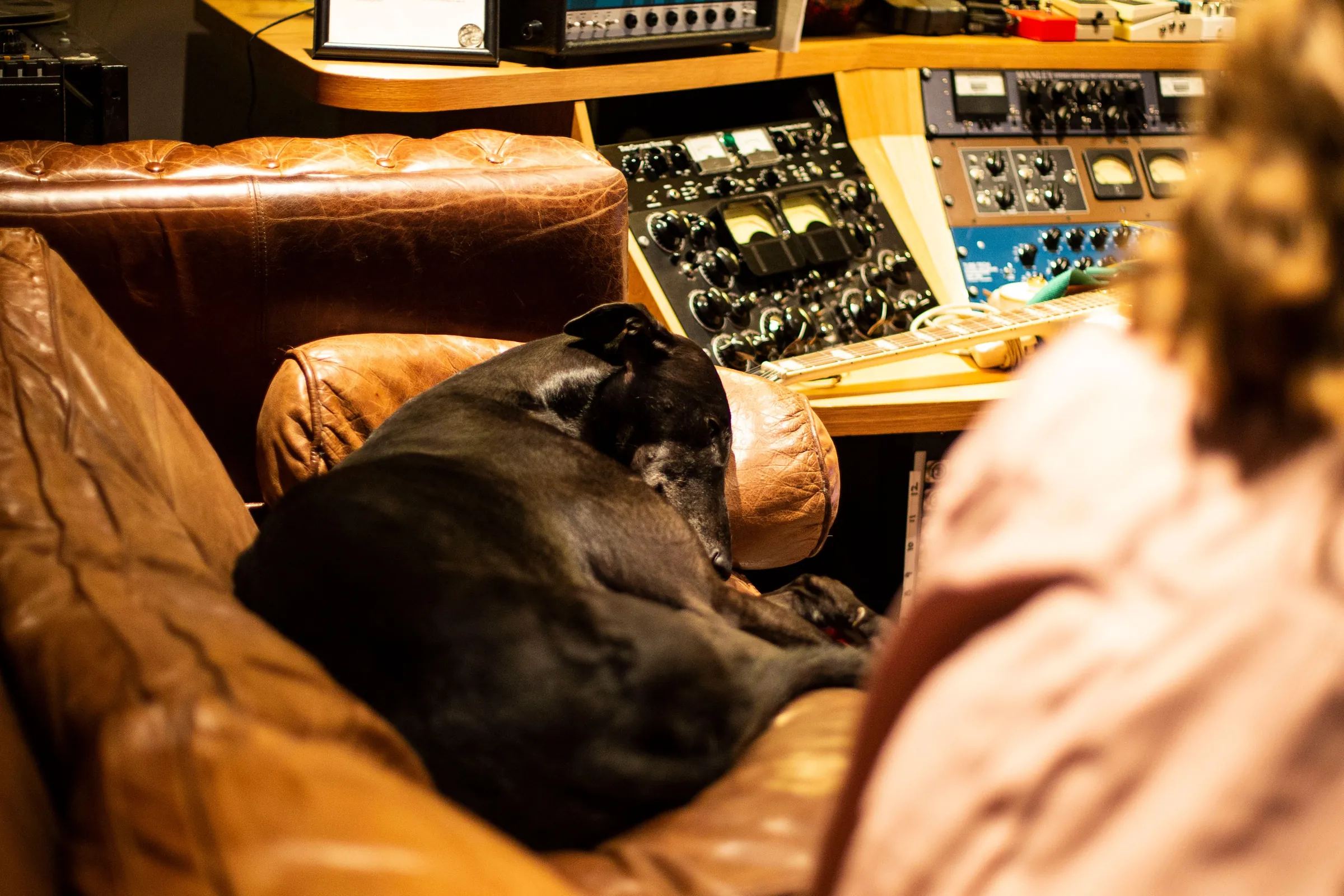The studio dog asleep on the leather chesterfield in front of the outboard racks